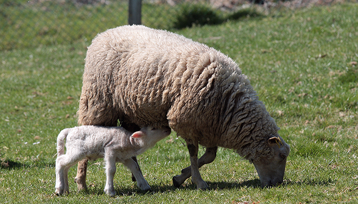 The $100 billion problem facing Australian farmers