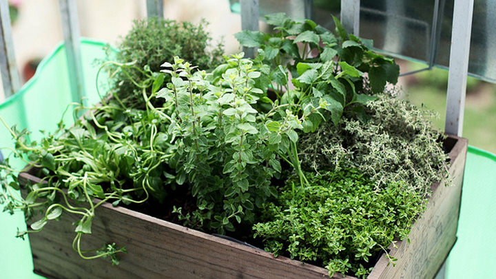 Get your spring herb garden growing with this easy guide! - Starts at 60