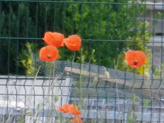 105 Flanders poppies