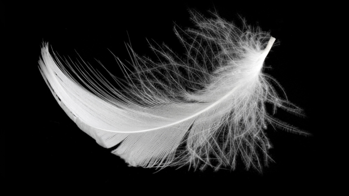 The white feather