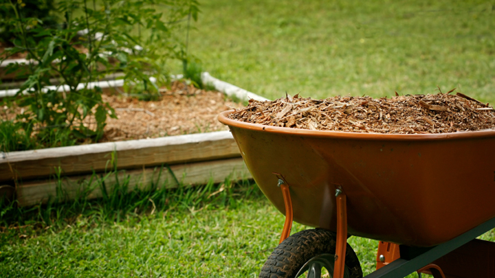 To mulch or not to mulch, that is the question