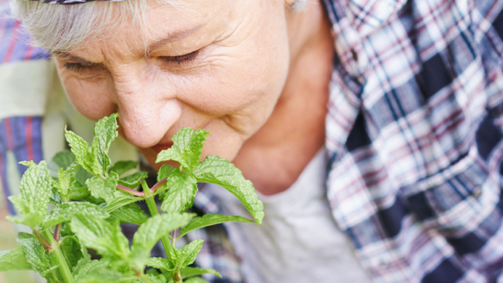 Herbs from the garden for Italian cooking