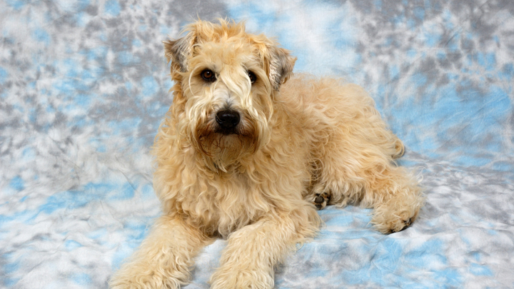 What I am learning from my wheaten terrier