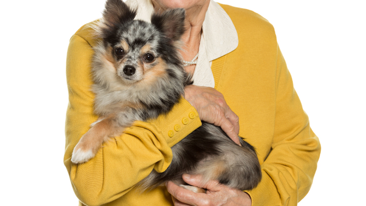 5 healthy ageing tips for dogs