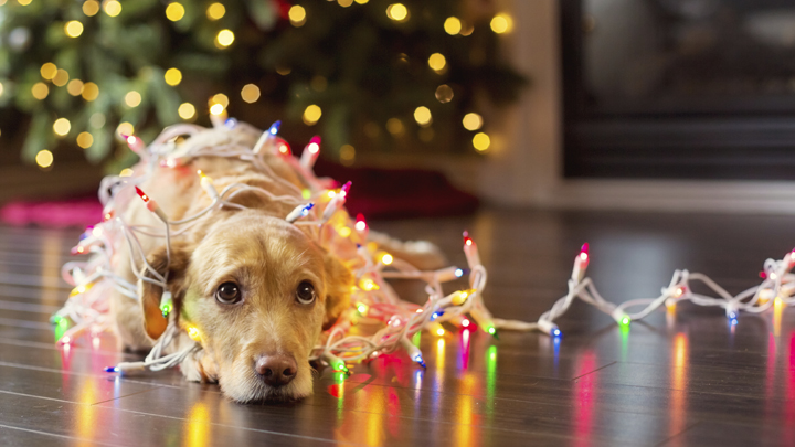 10 things to do with your pet this holiday season