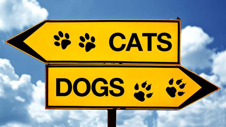 Are you a cat person or a dog person?