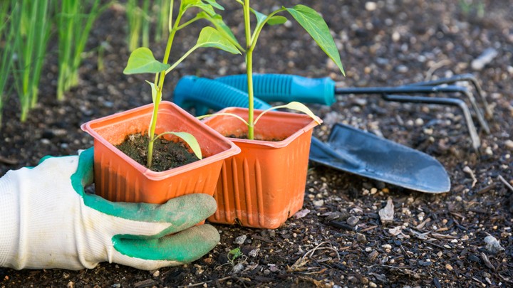 Gardening helps us to reconnect with real life