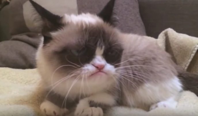 Grumpy Cat.
