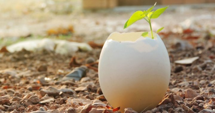 Grow your seedlings in eggshells.