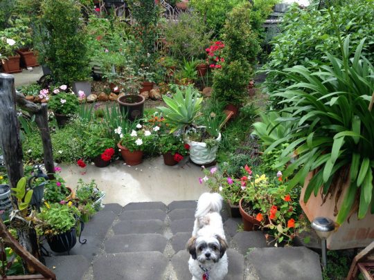 Marion is often joined in her garden by her dog Bonnie.