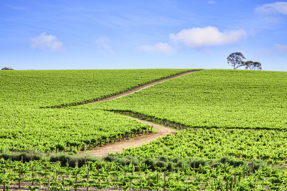 Best wineries in Australia