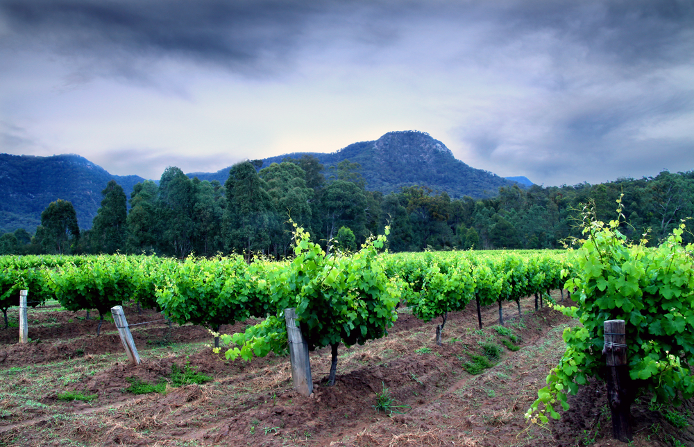 Best wineries in Australia