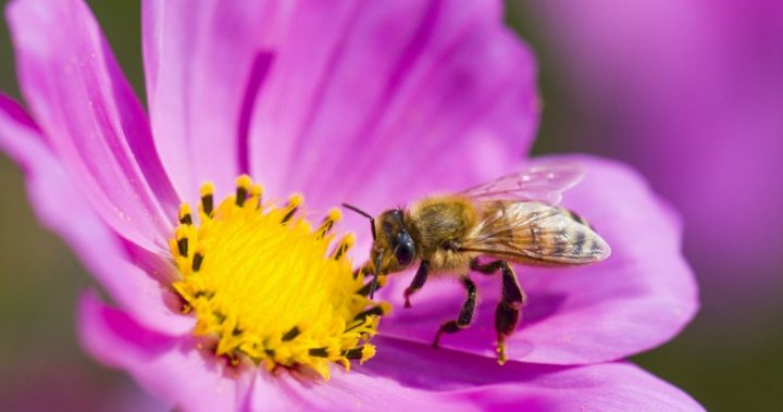 There are ways to manage that pesky buzzing or ringing in your ears. 