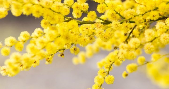 Australia's magnificent landscape glows in spring with the beauty of Golden Wattle