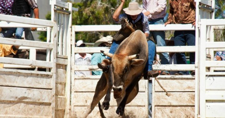 Not what you expect to see on the Gold Coast, the mecca of sun and surf,  professional bull riding on Australia Day