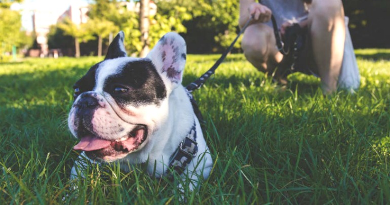 Best way to outlet keep dogs off lawn