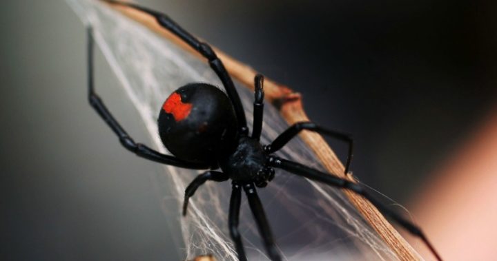 Notoriously found in and around outhouses and 'dunnies'. Source: Getty