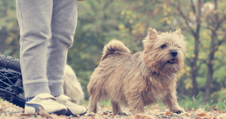 Louise's boys had so many pets growing up, it was a real menagerie. Source: Pixabay