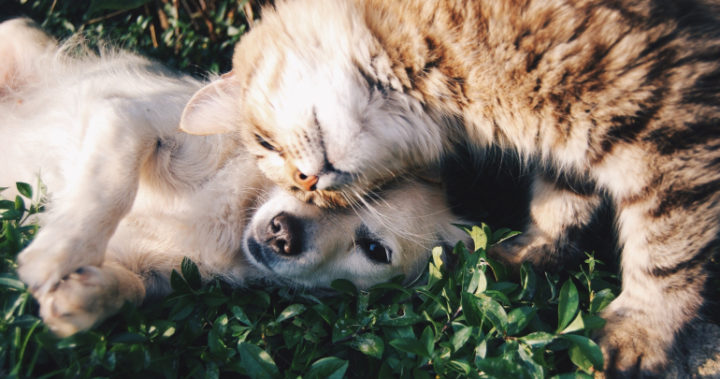 Pets can make great companions for the over-60s. Source: Pexels