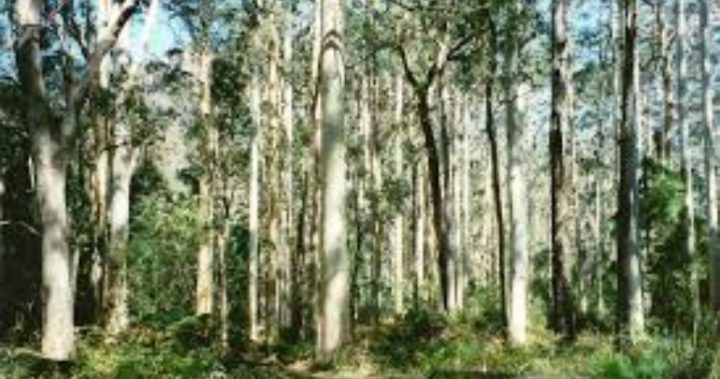 Magnificent Blue Gums (Eucalyptus globulus) - image Wikipedia