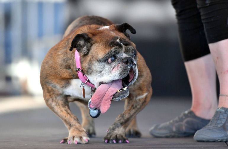 Zsa Zsa has been named the World's Ugliest Dog. Source: Getty