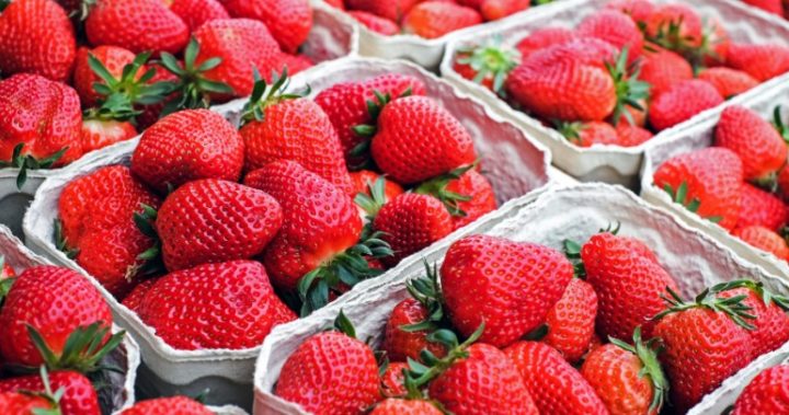 Strawberries right across the country have been contaminated. Source: Pexels.