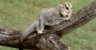 Tasmanian sales sugar glider