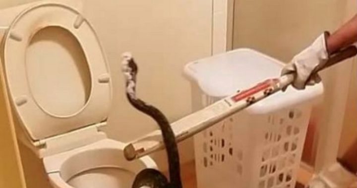 Snakes in a drain: spotted black snake found in Queensland public toilet, Snakes