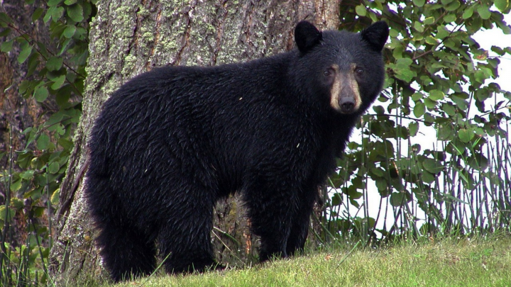 ‘I had a beary close encounter on my visit to Canada’