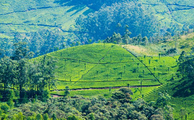 Endless selfies and wild elephants in India’s tea region