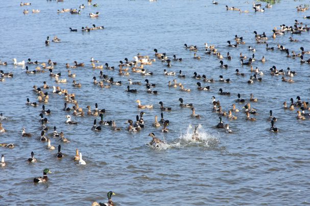 The flightless ducks of India