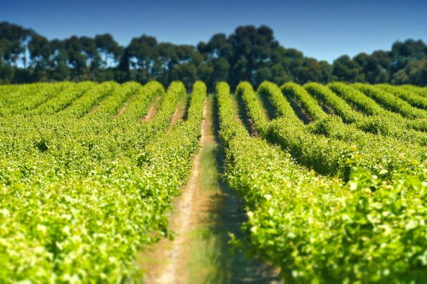 6 of the best wine regions in Australia