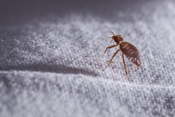 How To Spot Bed Bugs In A Hotel Room Starts At 60