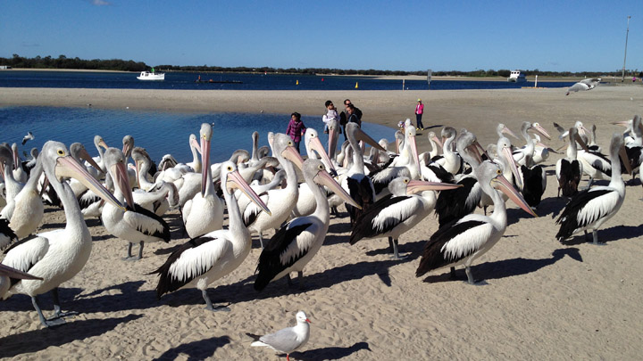 Village to Villa: Pelicans that lunch!