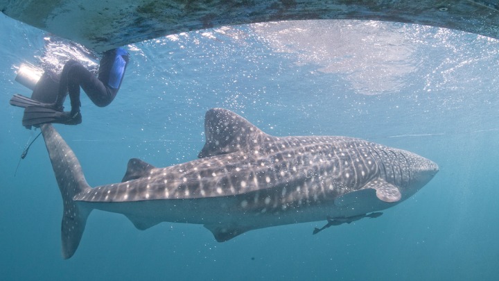 The Whale Sharks of Donsol