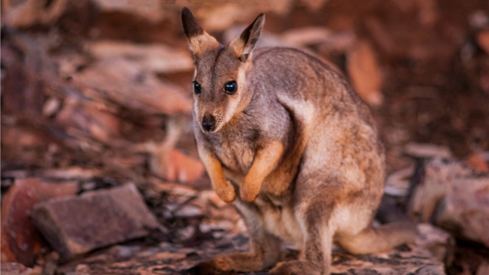 Rock wallabies are just some of the amazing animals you can spot in the NT’s outback. Source: Getty.