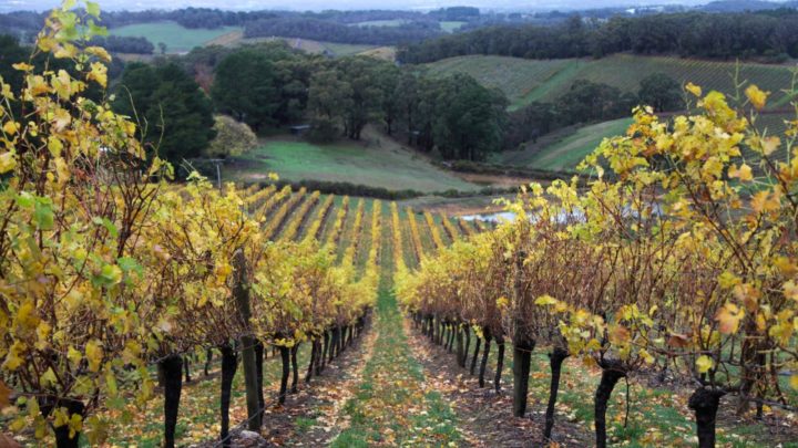 Autumn vines in the Adelaide Hills, South Australia. Source: Getty Images