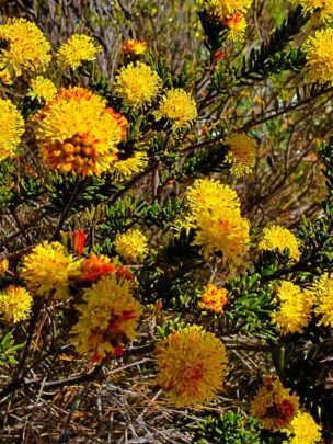 Flowers in bloom along the Griffiths Trail