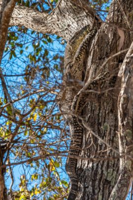 George, the goanna. One of several to be seen