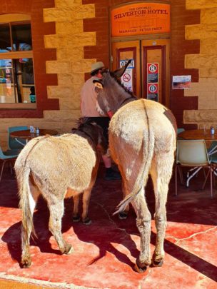 Donkeys at Silverton