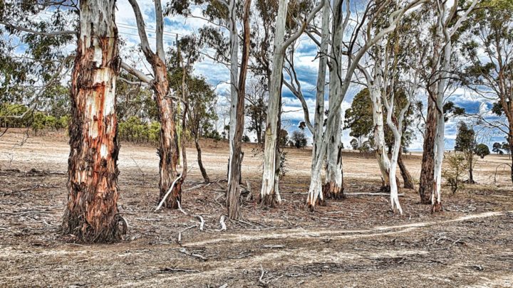 Uralla drought