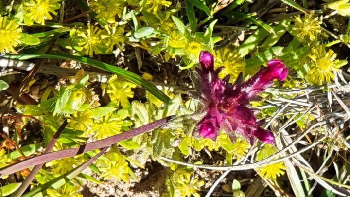 Red bartsia (perentucellia latifolia)