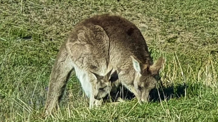 Kangaroo at Tidbinbilla Nature Reserve