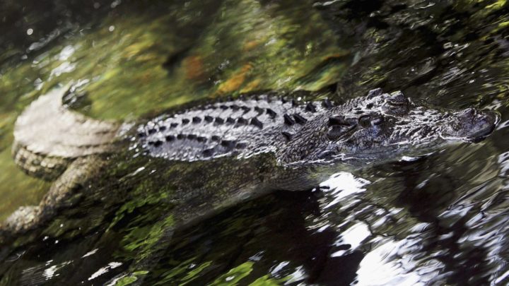 Heather recounts some of the memorable moments she and her family have had with animals, including a close encounter with a crocodile. Source: Getty Images