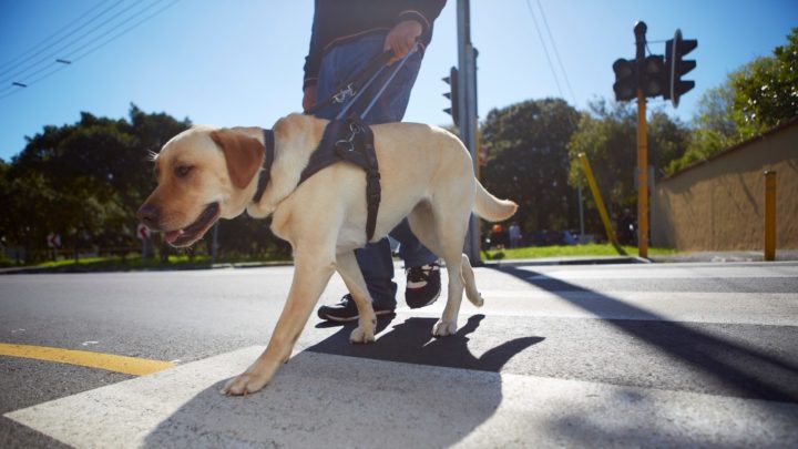 Peter writes about his encounter with a guide dog. Source: Getty Images