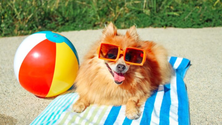 What should you consider when wanting to take your furry friend on holiday with you? Source: Getty Images