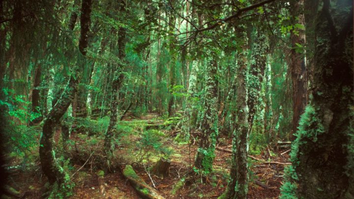 John writes about how his family established themselves in Tasmania more than 180 years ago. Source: Getty Images