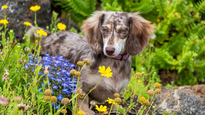 Linda mourns the death of her dachshunds, especially Helga, who saved her husband from a deadly snake. Source: Stock Photo/Getty Images