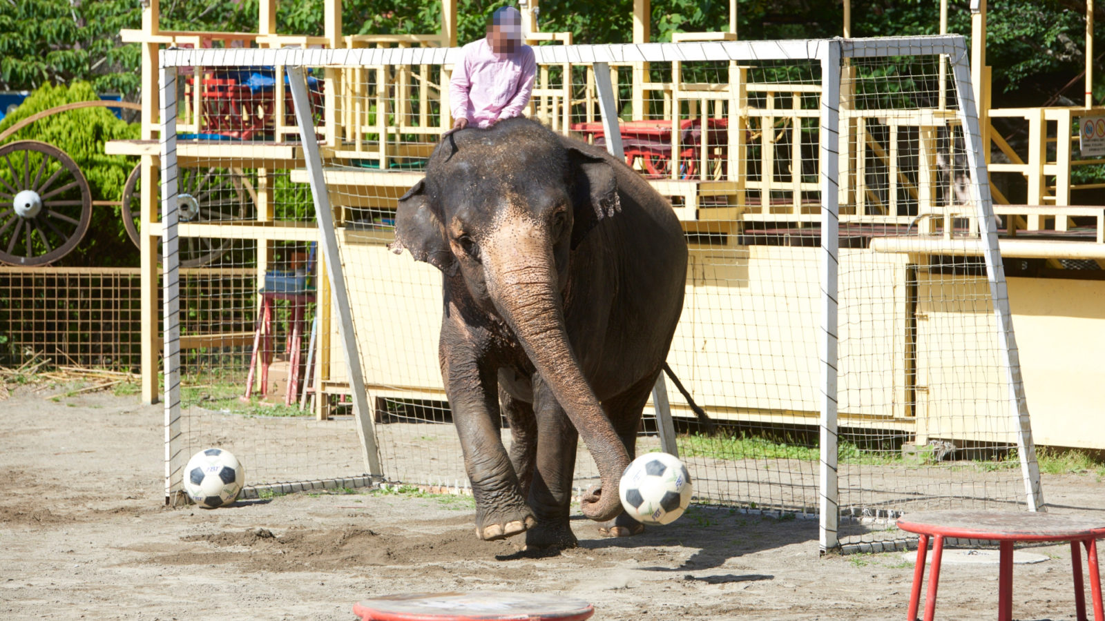 man riding elephant