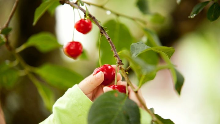 Linda remembers this funny story from her family's cherry picking adventures. Source: Getty Images